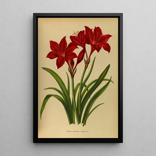 Maalauksen jäljennös Vallota purppura amaryllis - Arentina Hendrica Arendsen