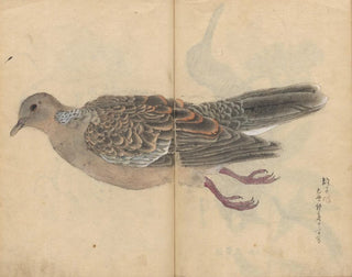 Ariyoshi Kondo - Sketchbook Pl016.webp