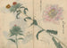 luonnosvihko Pl019 - Ariyoshi Kondo — näkymä teoksesta