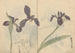 Muistiinpanovälinekansio Pl037 - Ariyoshi Kondo — näkymä teoksesta