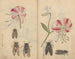 Carnet de croquis Pl044 - Ariyoshi Kondo — näkymä teoksesta