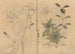 Muistiinpanovälinekansio Pl055 - Ariyoshi Kondo — näkymä teoksesta