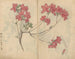Carnet de croquis Pl056 - Ariyoshi Kondo — näkymä teoksesta