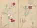 Carnet de croquis Pl059 - Ariyoshi Kondo — näkymä teoksesta