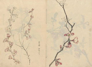 Ariyoshi Kondo - Sketchbook Pl067.webp