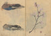 luonnosvihko Pl086 - Ariyoshi Kondo — näkymä teoksesta