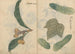 Ariyoshi Kondo - Maalaus luonnosvihko Pl101 — näkymä teoksesta