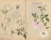 Carnet de croquis Pl107 - Ariyoshi Kondo — näkymä teoksesta