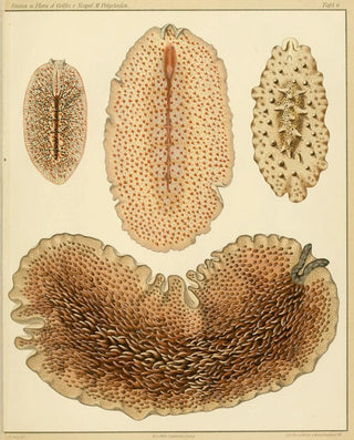 Arnold Lang - Die polycladen des golfes von Neapel und der angrenzenden meeresabschnitte pl6.webp