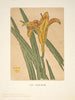 Ipswich imprime Lily - Arthur Wesley Dow — näkymä teoksesta