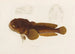 Batrachus algeriensis - Arthus Bertrand — näkymä teoksesta
