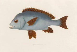 Arthus Bertrand - Diagramma mediterraneum.webp