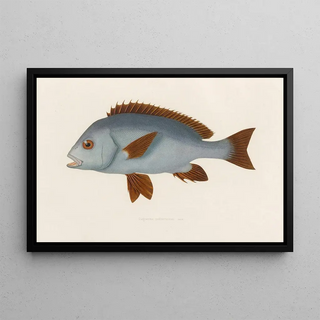 Arthus Bertrand - Diagramma mediterraneum.webp
