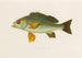 Pristipoma octolineatum - Arthus Bertrand — näkymä teoksesta