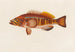 Serranus cabrilla - Arthus Bertrand — näkymä teoksesta