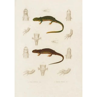 Arthus Bertrand - Triton nebulosus Euproctus Rusconii.webp