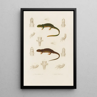 Arthus Bertrand - Triton nebulosus Euproctus Rusconii.webp
