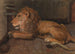 Leijona Artis Amsterdamista - Auguste Allébé — näkymä teoksesta