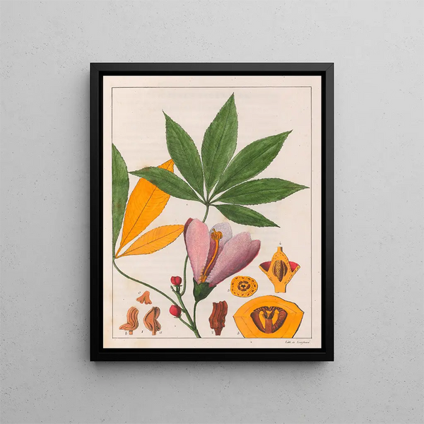 Chorisia speciosa - Auguste de Saint-Hilaire — kehystetty taideteos seinällä