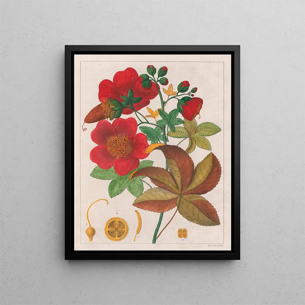 Cochlospermum insigne - Auguste de Saint-Hilaire — kehystetty taideteos seinällä