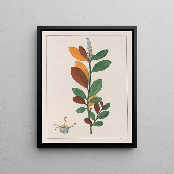 Croton campestris - Auguste de Saint-Hilaire — kehystetty taideteos seinällä