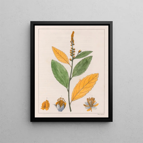 Croton perdicipes - Auguste de Saint-Hilaire — kehystetty taideteos seinällä