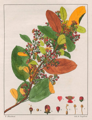 Auguste de SaintHilaire - Davilla Rugosa.webp