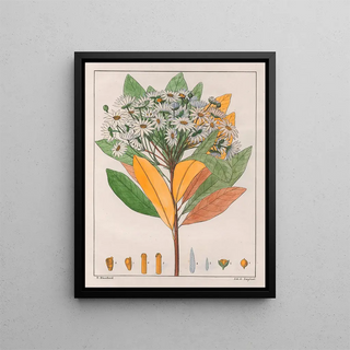 Auguste de SaintHilaire - Drymys Granatensis V Sylvatica.webp