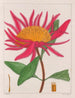 Gomphrena macrocephala - Auguste de Saint-Hilaire — näkymä teoksesta