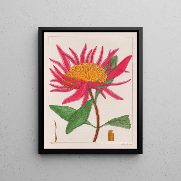 Gomphrena macrocephala - Auguste de Saint-Hilaire — kehystetty taideteos seinällä