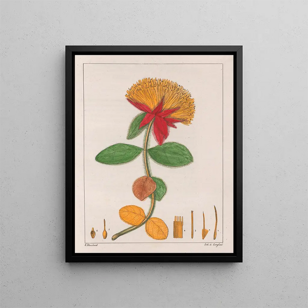Gomphrena officinalis - Auguste de Saint-Hilaire — kehystetty taideteos seinällä
