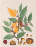 Guazuma ulmifolia - Auguste de Saint-Hilaire — näkymä teoksesta
