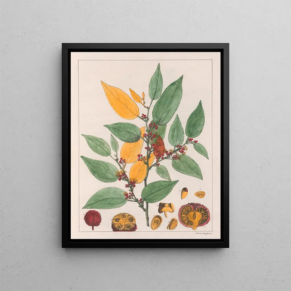 Guazuma ulmifolia - Auguste de Saint-Hilaire — kehystetty taideteos seinällä