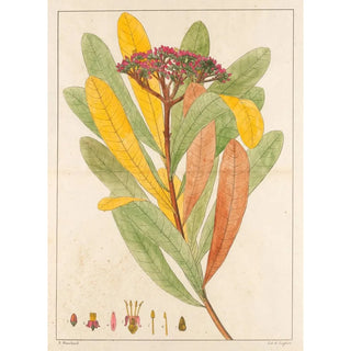 Auguste de SaintHilaire - Hortia Brasiliana.webp