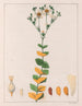 Hypericum connatus - Auguste de Saint-Hilaire — näkymä teoksesta