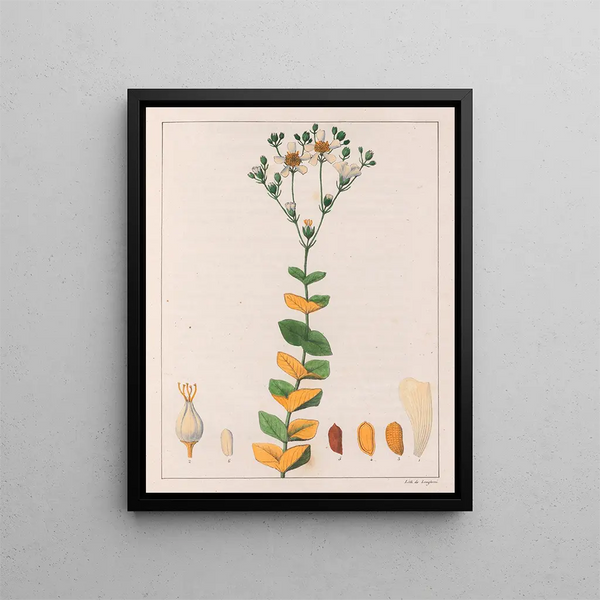 Hypericum connatus - Auguste de Saint-Hilaire — kehystetty taideteos seinällä