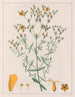 Hypericum laxiusculum - Auguste de Saint-Hilaire — näkymä teoksesta