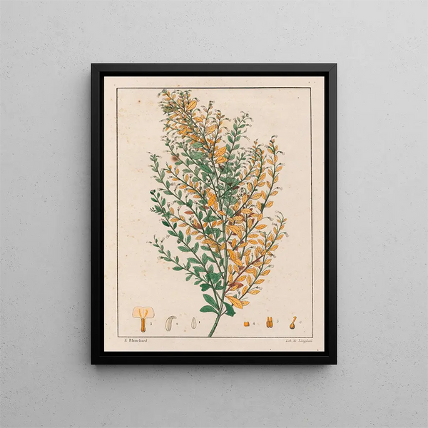 Ionidium parviflorum - Auguste de Saint-Hilaire — kehystetty taideteos seinällä