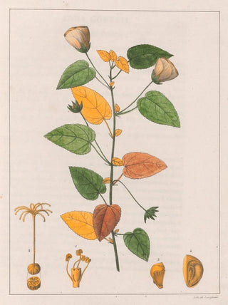 Auguste de SaintHilaire - Pavonia Diuretica.webp