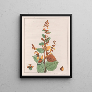 Auguste de SaintHilaire - Sida Micrantha.webp