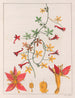 Tropaeolum pentaphyllum - Auguste de Saint-Hilaire — näkymä teoksesta