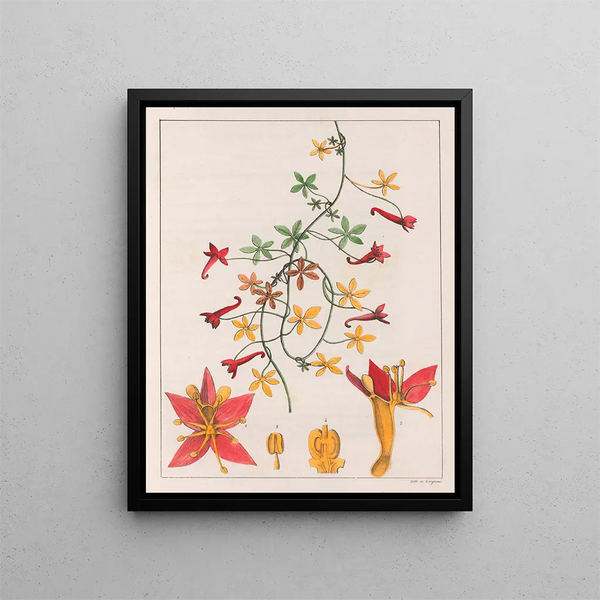 Tropaeolum pentaphyllum - Auguste de Saint-Hilaire — kehystetty taideteos seinällä