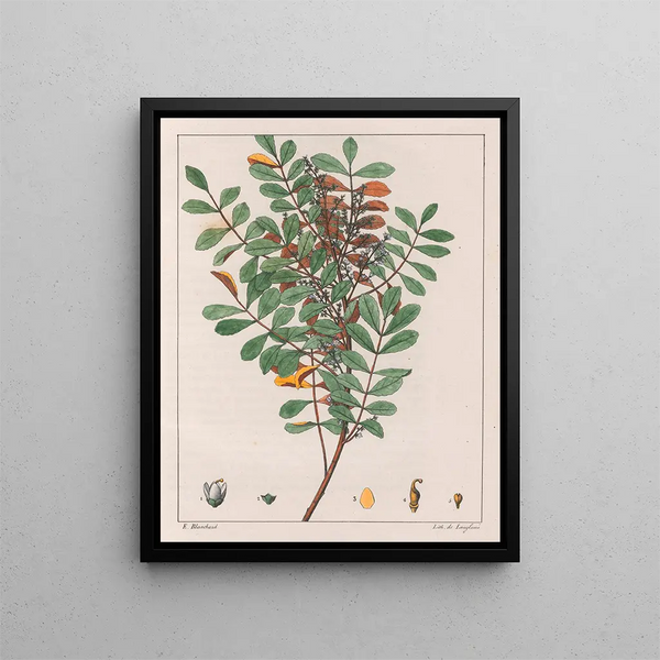 Zanthoxylum hyemale - Auguste de Saint-Hilaire — kehystetty taideteos seinällä