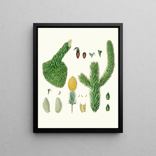 Aylmer Bourke Lambert - Araucaria imbricata Chili pine.webp