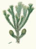 Araucaria brasiliana, Brasilian pinus - Aylmer Bourke Lambert — näkymä teoksesta