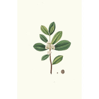 Aylmer Bourke Lambert - Ilex Paraguensis miniatute branch with white flowers.webp