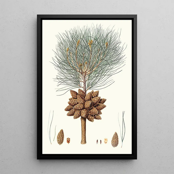 Maalauksen jäljennös Pinus brutia, pin calabrais - Aylmer Bourke Lambert