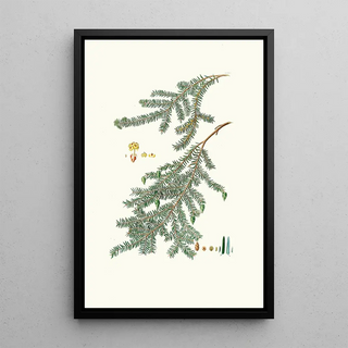 Aylmer Bourke Lambert - Pinus canadensis Canada pine.webp