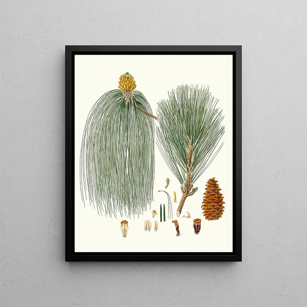 Pinus longifolia, pitkälehtinen intian mänty - Aylmer Bourke Lambert — kehystetty taideteos seinällä