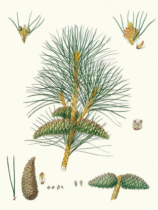 Aylmer Bourke Lambert - Pinus pallasiana Tartarian pine.webp